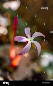 Image result for Voyria