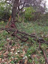 Check spelling or type a new query. Wild Grape Vine