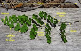 Image result for Panicum pectinellum