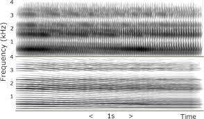 Myer connex, a web shopping connection is essential objective for you in case you are scanning for choice things. Synthesis Of A Vocal Sound From The 3 000 Year Old Mummy Nesyamun True Of Voice Scientific Reports