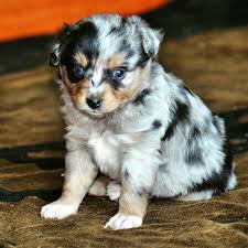 This cross means that australian shepherd mix puppies can have the traits of an australian shepherd, the other dog breed in the cross, or to get a full picture of what you could expect from your australian shepherd mix puppy, it's important to ask the breeder about the other parent breed. Toy Australian Shepherds United States Saddle Brook Farm