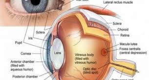 Uva, grape), also called the uveal layer, uveal coat, uveal tract, vascular tunic or vascular layer is the pigmented middle of the three concentric layers that make up an eye. Uvea Related Eye Problems Symptoms Diagnosis Treatment Neoretina