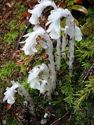 Historia plantarum (theophrastus) wikipedia, lookup. Monotropa Uniflora Wikipedia