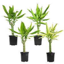 Image result for Dracaena steudneri
