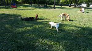 Join millions of people using oodle to find puppies for adoption, dog and puppy listings, and other pets adoption. Winchester Dog Park At Jim Barnett Park