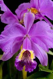 Orchid Beautiful Orchids Unusual Flowers Orchid Flower
