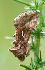 Image result for Autographa gamma