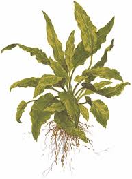 Cryptocoryne is a genus of aquatic plants from the family araceae. Aquarium Pflanze Cryptocoryne Wendtii Green Dt Petchs Wasserkelch Garnelenmarkt Ch