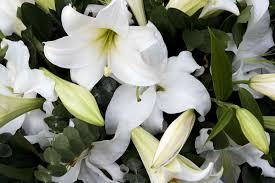 No matter when you hear the sad news, sending flowers to someone during a time of loss is a lovely thing to do. Symbolic Meanings Of Funeral And Sympathy Flowers