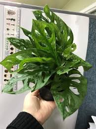 Monstera Adansonii Swiss Cheese Vine Aka Monstera Obliqua Swiss Cheese Plant Plants Indoor Plants Plant Leaves