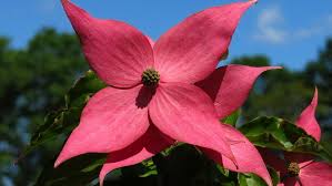 Introducing Scarlet Fire Dogwood Arbor Day Blog