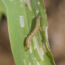 This large green caterpillar has a voracious appetite and eats constantly, so they grow very large very quickly. Small Green Worm On Tomato Plants Cromalinsupport