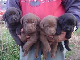 Pups will be chosen in order of deposits received. Akc Labrador Retriever Puppies For Sale In Paw Paw Michigan Classified Americanlisted Com