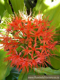 Image result for Scadoxus cinnabarinus