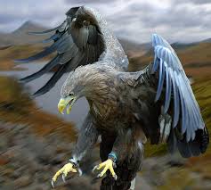 Birds Of Prey Free Movie Reddit White Tailed Sea Eagle Set Free With Images Beautiful Birds Birds Animals Wild