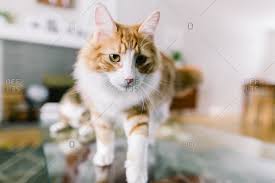 Share your thoughts in the comments. Cat Walking On A Glass Coffee Table Stock Images Page Everypixel