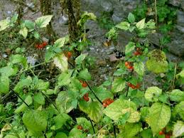 Image result for Solanum grossidentatum