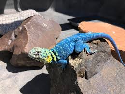 Both males and females of this species have two black bands encircling the shoulders, like a collar, giving this species its name. Blazing Blue Collared Lizard Credit The Reptile Report Facebook