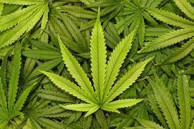 Hal ini disebabkan karena tata cara yang salah dalam menanam pohon ganja. Tiga Anak Muda Malaysia Harumkan Nama Negara Cipta Produk Berasaskan Ganja Di Uk Hebat