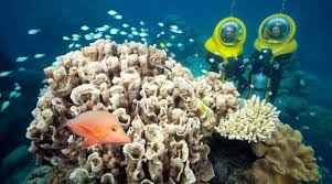 Our top priority is for you, your friends and family to have a great time! Great Barrier Reef Pontoon Cairns Reef Trip