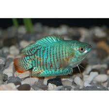 Dwarf Gourami At Petco Pet Fish Aquarium Fish Cool Fish