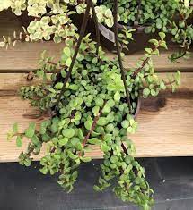 Pin On Elephant Bush Succulent