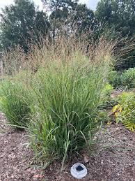 Image result for Panicum comorense
