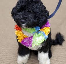President barack hussein obama ii was born in honolulu, hawaii. Obamas Versprechen Hund Bo Zieht Ins Weisse Haus Haz Hannoversche Allgemeine