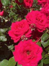 Tormented by his first sexual stirrings, the teenager isao dreams every night of his gym teacher ikuko. Effective Self Love Techniques For A Better You Steps Of Impact