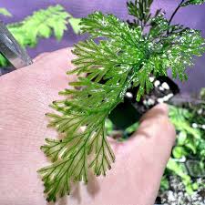 Image result for Vandenboschia gigantea