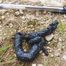 Image result for marten poop