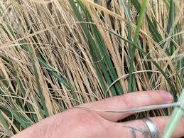 Image result for Eragrostis plana