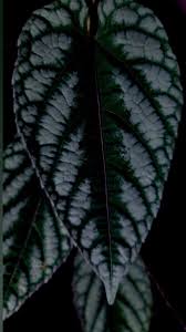 Image result for Cissus integrifolia