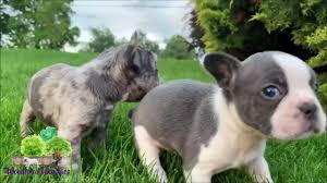 Lilac frenchie puppy playing with a blue french bulldog pup in northeast ohio! French Bulldog Breeder Woodland Frenchies Ohio
