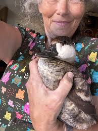 Rehabbing injured call duck with wounds?