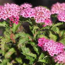 Image result for Spiraea x bumalda ´Crispa
