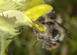 Image result for Bombus sylvarum