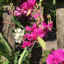 Den Garten Insektenfreundlich Gestalten Einfach Und Kunterbunt Einladend Wunderle Insektenfreundlich Geschenkideen Gestalten Mitbringsel