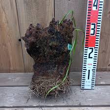 Image result for Xerophyta trichophylla