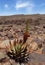 Image result for Dichilus bainesii