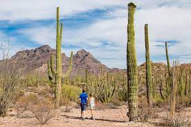 Haga clic aquí para descargar videos de licencias libres de regalías de videvo hoy. Tucson Cactus Y Tacos En El Desierto De Sonora El Viajero El Pais