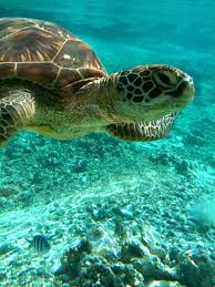Bora Bora Turtle Sanctuary At Le Meridien Bora Bora Turtle Sanctuary Turtle Bora Bora