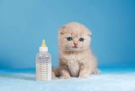 Ruyada Yavru Kedi Emzirmek Ruyandagor Com