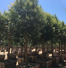 Image result for Ligustrum lucidum