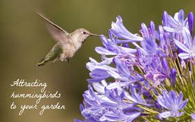 How to attract hummingbirds to your garden year round. 6 Plants To Attract Hummingbirds To Your California Garden Aging Like A Fine Wine