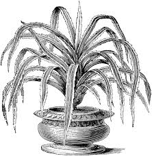 Image result for Pandanus candelabrum