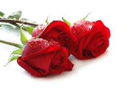 100 Beautiful Roses Pictures Free Download Rose Flower Wallpaper Rose Rose Pictures