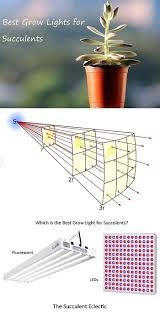 The first plant on our list of low light plants was named for its aesthetic resemblance to nests. Grow Lights For Succulents A Simple Guide The Succulent Eclectic