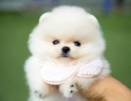 tatlilik abidesi yumurcak dogs and puppies puppies teddy bear