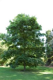 Image result for Carya illinoinensis